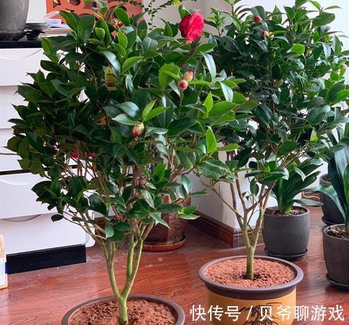 要像茶花养得好,记住以下这点,花开爆盆
