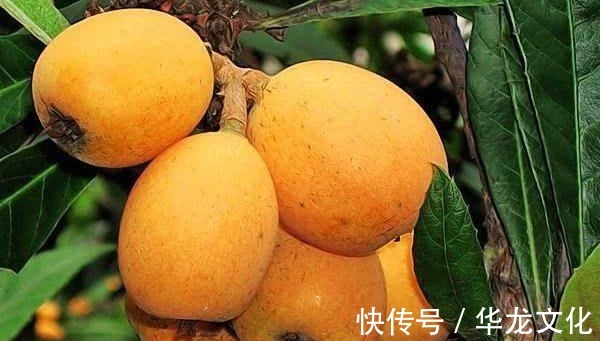 美容养生|女性不妨多吃3种食物,美容养生、滋润肌肤,好处多多!