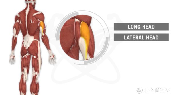 动作|只有哑铃，该如何训练肱三头肌？