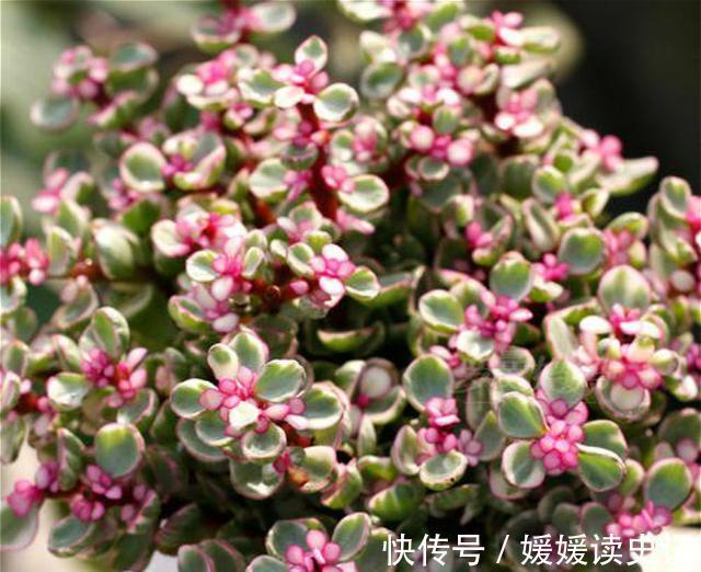 最耐热的多肉植物,夏天再晒也不怕,叶子和花一样好看