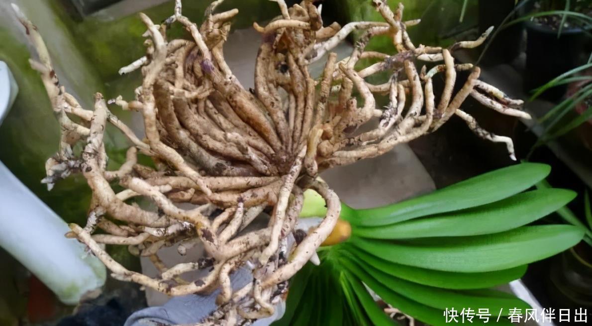 买年宵花时,遇到这5种,再便宜也不买,别不听劝