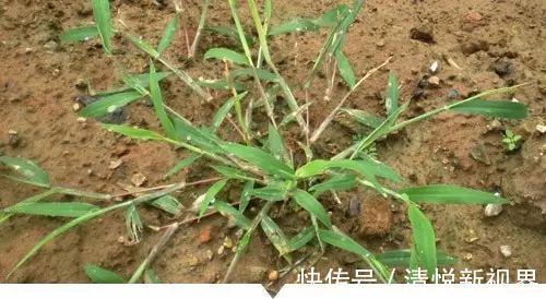 禾本科|小时候常见却叫不出名字的植物,太全了