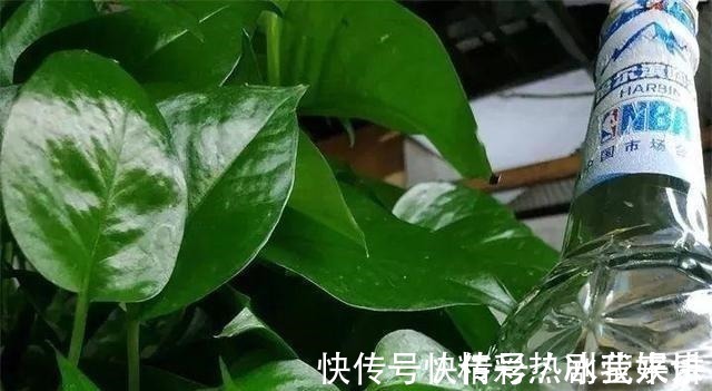 偏方|悄悄告诉你,学会4个老花农的养花“偏方”,家里花卉“嗖嗖长”