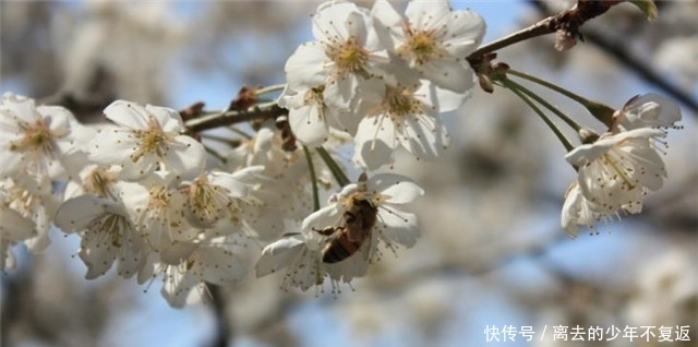 果实|唐诗里的樱花与樱桃花9则赏读，樱桃昨夜开如雪，樱花永巷垂杨岸