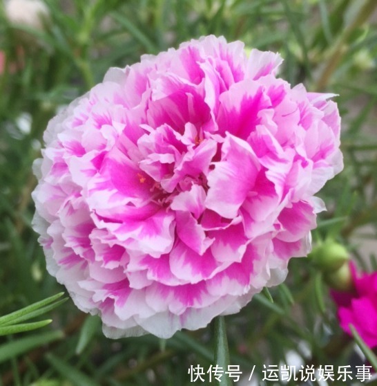 最漂亮的5种花,还特别好养,一开就是100朵,轻松养爆盆!