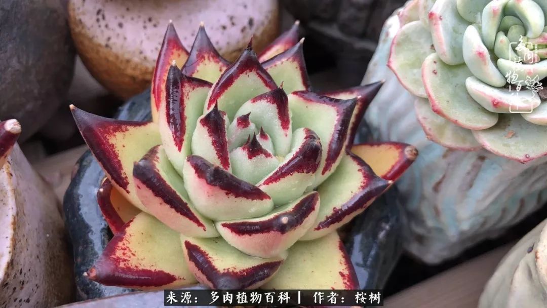 多肉度夏经验谈四季皆露养,兢兢业业养肉三年半!