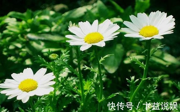 喜欢养菊就选“白晶菊”,花色淡雅,璀璨夺目,花期长适合盆栽养