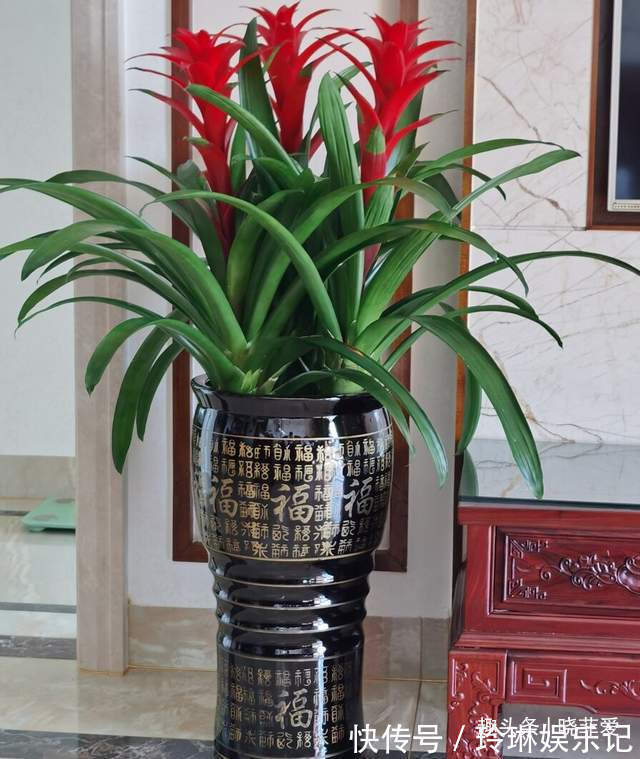 4种好运花，“养人”又吉祥，放在家里显“高级”，建议养一盆
