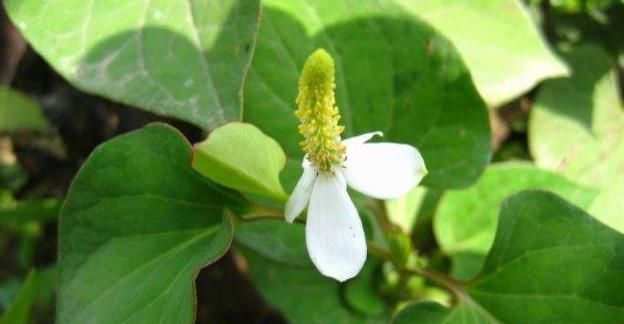 个个|7种农村常见的野菜,个个都是治病的“良药”,你吃过几个