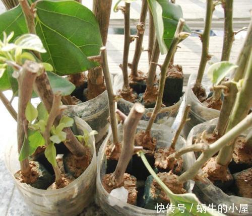 花卉|6月适合扦插“2种花”，越热生根会越快，一盆轻松变多盆
