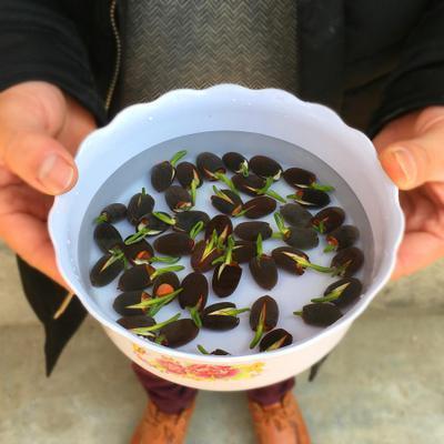 无论房子有多大,6种盆栽要有,天再冷冻不死,满屋子飘香