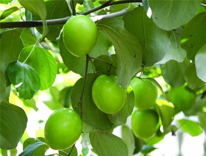 牛奶枣|人秋后,不妨多食此野果,每天几颗,美容养颜,润泽肌肤,抗衰老