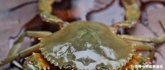 种螃蟹|它被誉为“蟹中之王”,比大闸蟹鲜,比帝王蟹贵,却没有几人知道