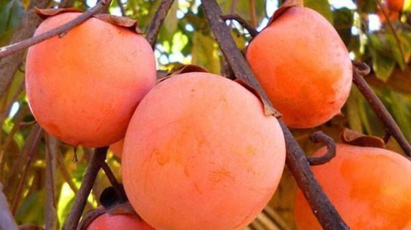 女人|女人40岁,多吃3种天然“黄体酮”,排毒养颜,子宫毒素不复存在