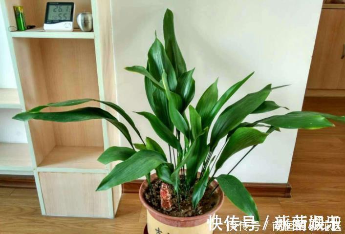 6种花冬季不要晒太阳,它喜荫怕晒,卧室卫生间这些地方最合适!