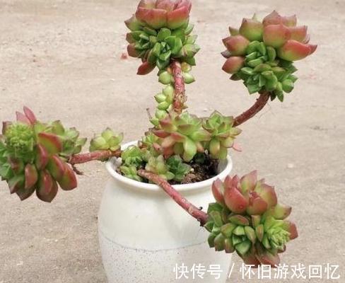 别再说蒂亚是徒神了,做到5点,简单养护变成悬崖桩