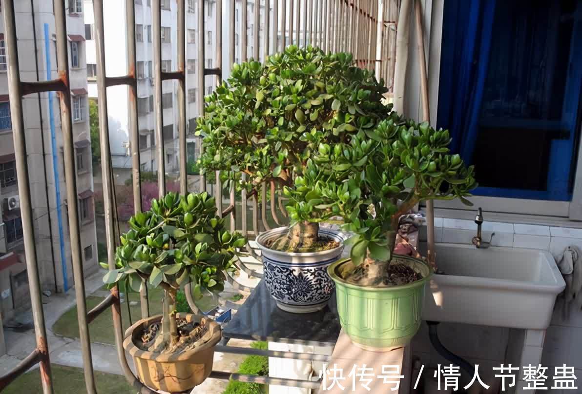 12种花，建议养一盆，不仅吸收废气，还有“旺财添福”的美好寓意