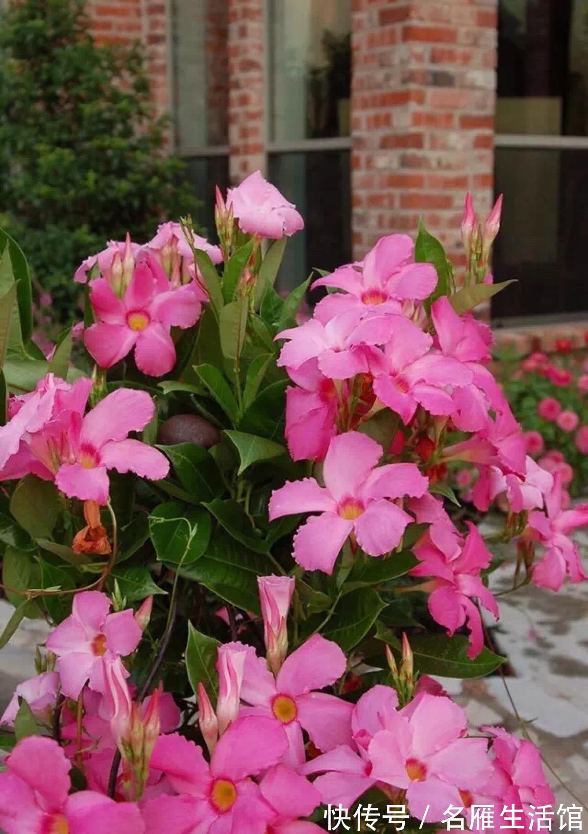 飘香藤|在夏季很好养的“一种花”,不惧高温,开出又美又大鲜艳亮丽的花