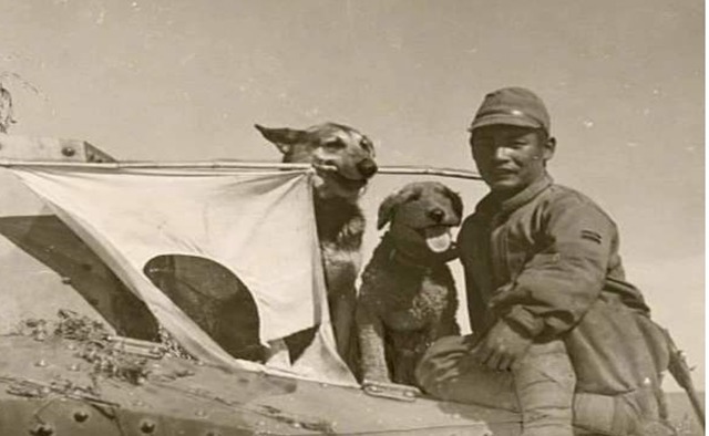 动物|日本侵华时,训练这种动物杀害中国人,如今国内到处都是