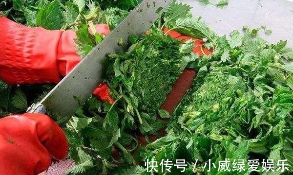 慢性皮肤病|农村的“咬人草”, 竟是“百草之王