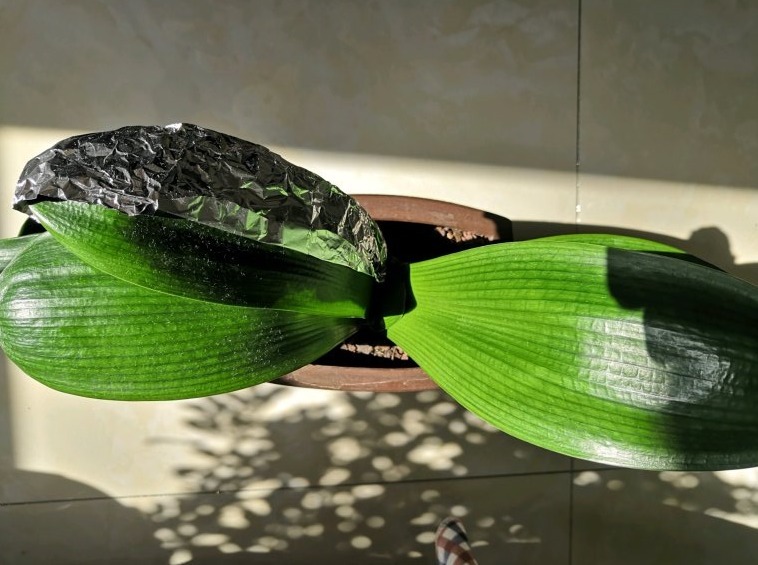 叶片|君子兰夹箭不开花,找根棉签擦一下,花箭立马钻出来!