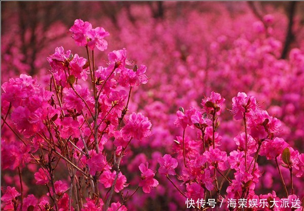 此花是东北特有的花卉，是一个民族精神的骄傲，是西施花