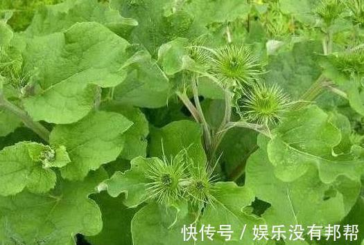 促进|长白头发了别慌，农村一种野菜效果极好，能促进头发再生