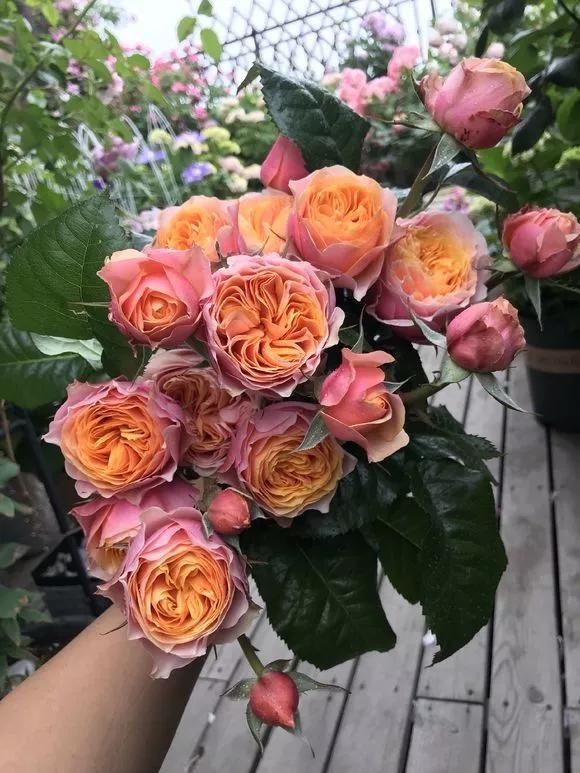 趁天|4种“残花梗”,趁天热赶紧剪,插土里10天生根,很快爆芽