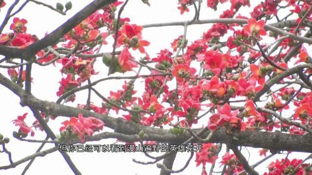 老年|宫粉紫荆、木棉、黄花风铃木……满城尽是花花花！内附广州赏花攻略！