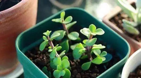 最适合家人养的四种花,健康长寿又养心!