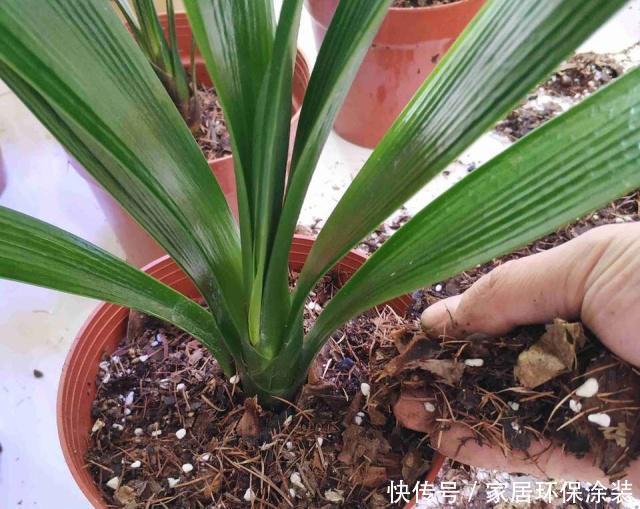 花盆|养君子兰，死记硬背5个要点，啥问题也没有，叶子油绿过年满花箭