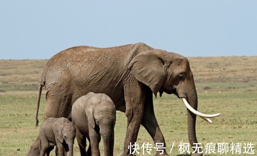 香兰素|7个冷到让你“盖被子”的冷知识,你还别不信,鱼真能淹死!