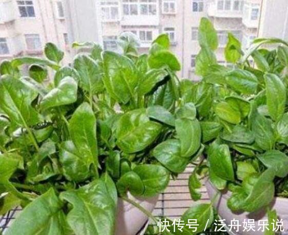 阳台|“癌细胞”不喜欢的2种蔬菜,阳台盆栽上几盆,绿色健康又好吃!
