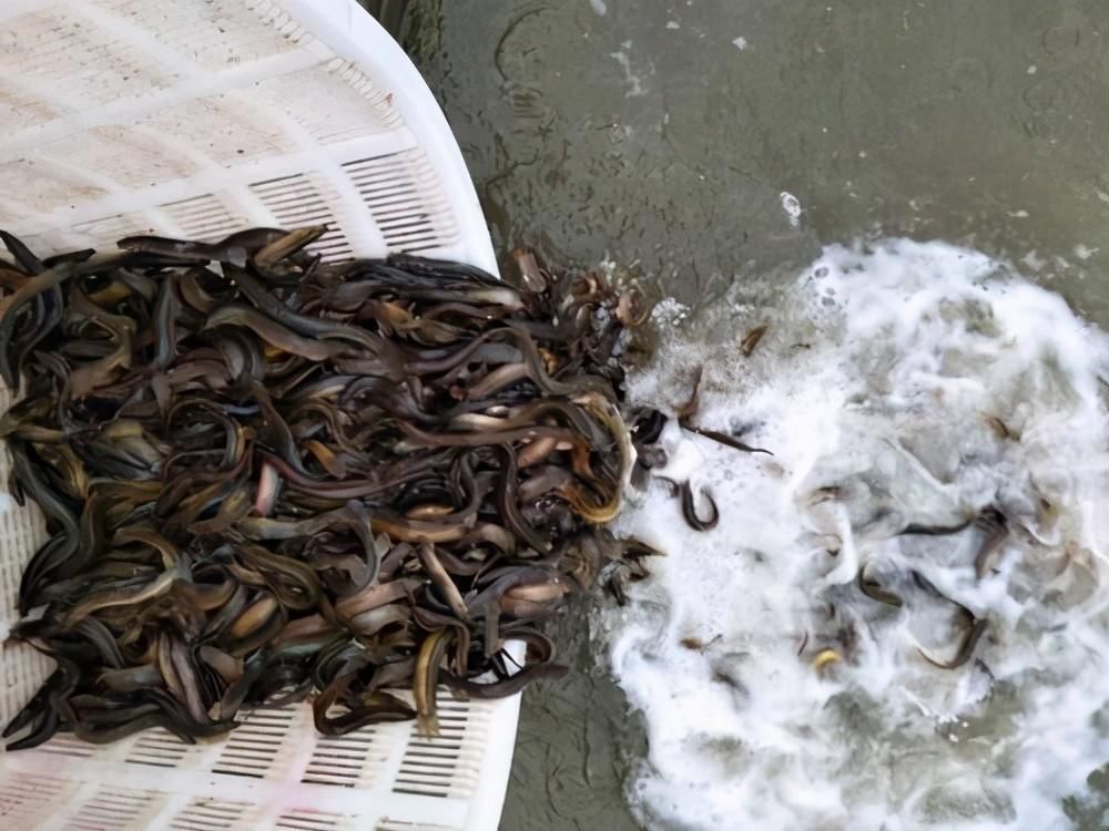 神饵泥鳅|三千斤翘嘴一夜被钓完,“神饵泥鳅”为何让老大爷欲哭无泪?