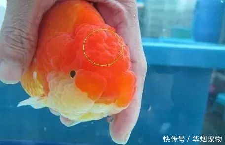 鱼病救治 金鱼体表充血严重程度的判断与治疗 快资讯