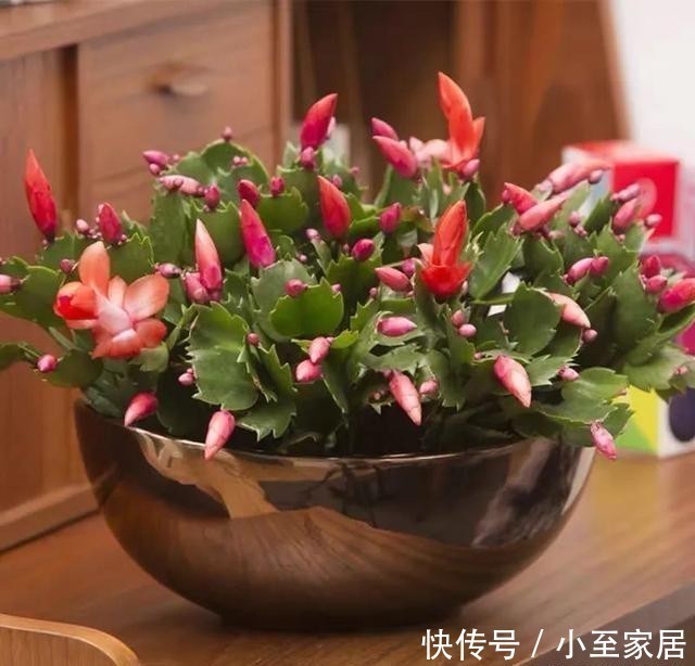 11月养蟹爪兰,这4件“蠢事”最好不要做,小心掉花苞!