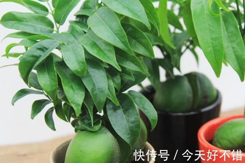 植物|这5种植物寓意好，好看又好养，适合中国家庭入手