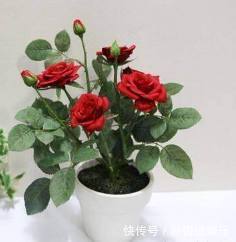 腐叶土|这几种土用来养花,一年到头不用施肥,不用施肥也长的旺盛