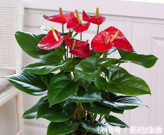 红掌|居家就养此款花卉，不闻不问，花开爆盆美如花，枝头窜满花苞，美