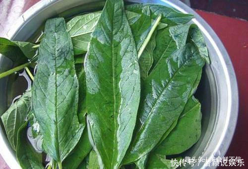 芝麻叶|很多人都只吃种子,其实叶子才是宝贝,20一斤都供不应求