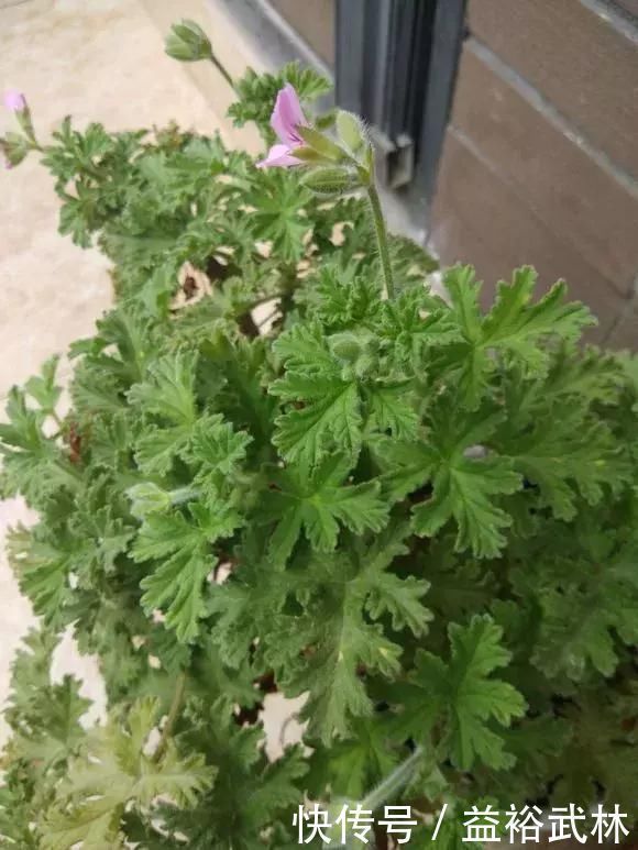 5种花蚊子“不喜欢”,好看还好养,是天然蚊香,值得多养几盆