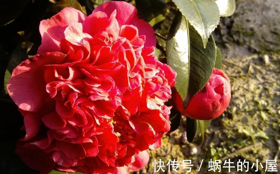 花期|盆栽茶花老是养不好,选择品种有技巧,试试以下经典的茶花品种