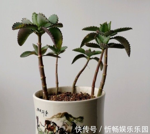 不死鸟|这花太能生崽,恨不得用脚踩,结果越踩长得越多!