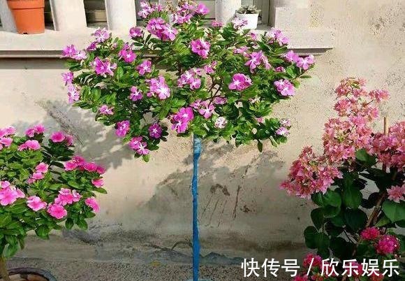 冠福|这花就叫“天天开”,咔咔一通剪,长成“小花树”,多了几十盆