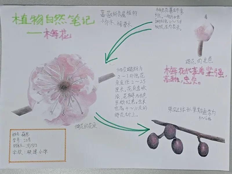 云端科普 探索未知——联建小学科技节精彩集锦