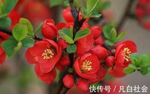 花开时节|养花就养4种花,漂亮好养,随便养1盆,比香水好闻,比牡丹更好看