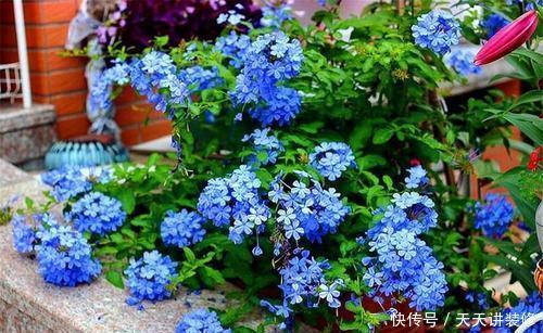 蓝雪花|家里养这3种花,6月搬出去使劲晒,晒得越狠开花越旺