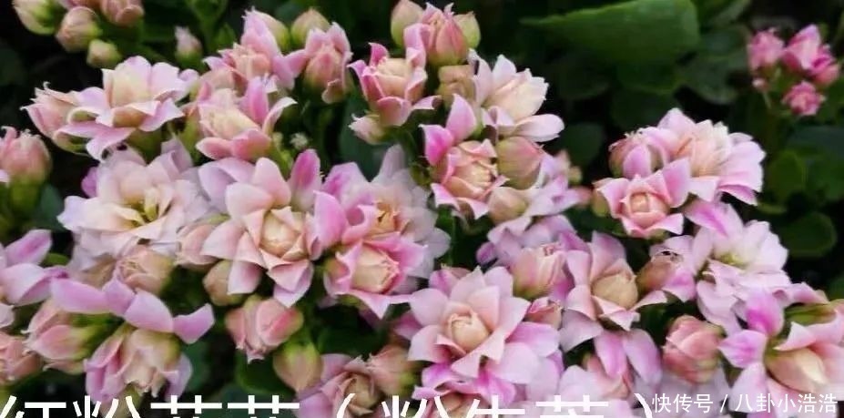 花期|45种长寿花,个个都是高颜值,家里养几盆,美得移不开眼