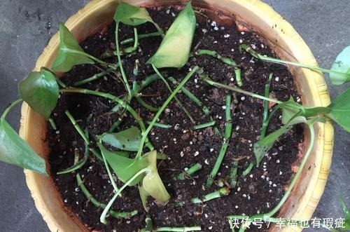 春天扦插3种花,15天左右能生根,1盆变10盆,成养花大户!