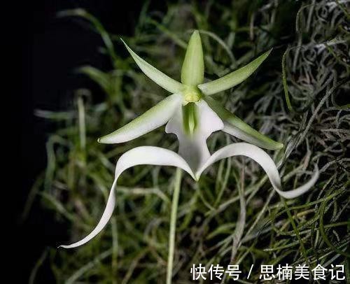 8种贵货花,见过的人真不多,见过3种就是“见多识广”